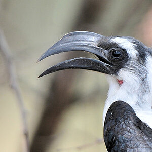Von der Decken Toko (Van der decken's Hornbill)
Weibchen (Männchen haben einen roten Schnabel)
zwischen Lobo und Seronera, Serengeti
3837