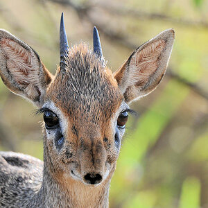 Kirk Dikdik (Zwergantilope)
Seronera, Serengeti
3882