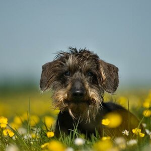 Sommer