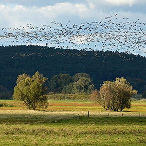 Vogelschwarmzeit am Blankensee / Brandenburg