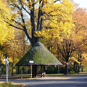 Am Pilz