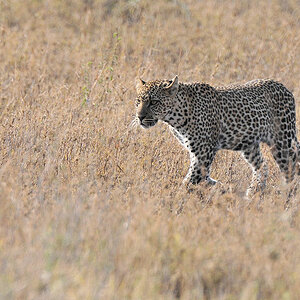 Leopard 
Seronera, Serengeti
4706