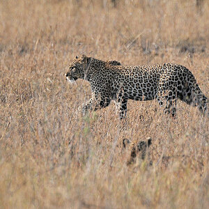 Zwei Leoparden
Seronera, Serengeti
4669