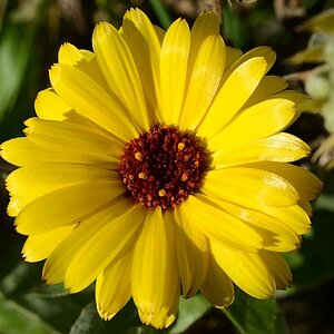 Ringelblume