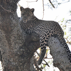 Leopard
Seronera, Serengeti
4719