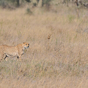 Gepard
zwischen Seronera und Lake Magadi, Serengeti
4740