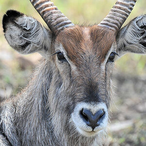 Wasserbock bei Lake Magadi
4816