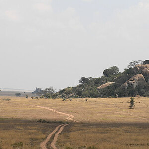 Moru Kopjes, Serengeti
2218