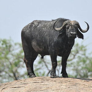 Büffel on the Rocks,
Moru Kopjes, Serengeti
4848