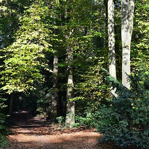 Im Wald 2