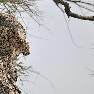 Leosprung 
bei Lake Magadi, Serengeti
2711