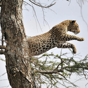 Leosprung 
bei Lake Magadi, Serengeti
2715