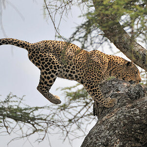 Leosprung 
bei Lake Magadi, Serengeti
2717
