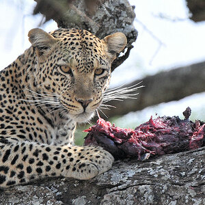 Leopard mit Gazelle
4937