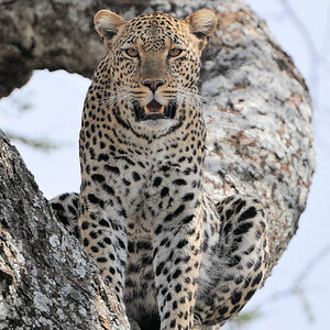 Leopard 
bei Lake Magadi, Serengeti
4922 h