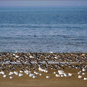02.10.2011 - Sandbank bei Neuharlingersiel