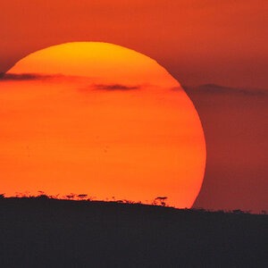 Sonnenuntergang in der Seronera
5216