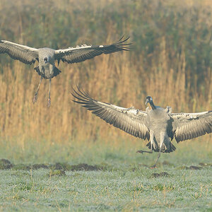 AB 08: Kraniche im Nebel 11B 5517 NX 25. Oktober 2011 001