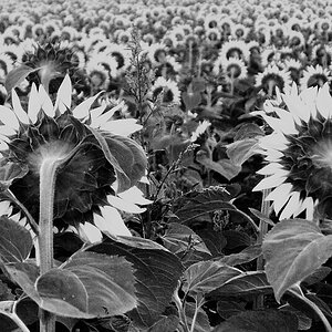 sonnenblumeSW