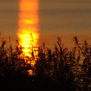 AB02: Sonnenuntergang im Schilf 11B 5793 1 NX 24. Oktober 2011 001