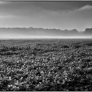 BW 3196