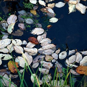 Herbstimpressionen 11 / 2011