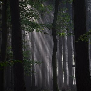 Wald
