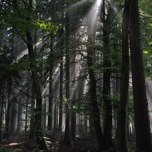 Wald