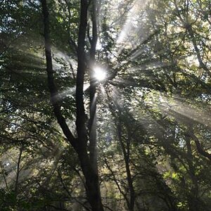 Wald
