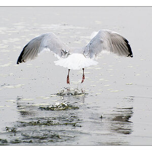 Möwe 2