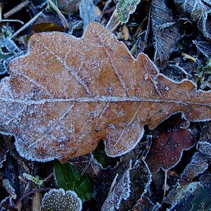Bodenfrost