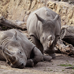 Breitmaulnashorn