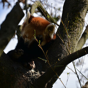 Roter Panda im Zoo