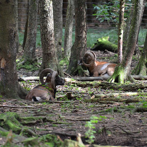 Mufflons im Wald