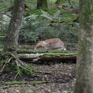 Dammwild Kuh im Wald