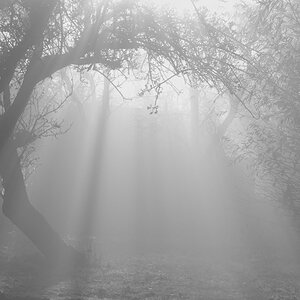 Herbstnebel2