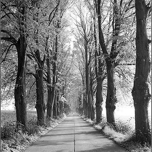 Allee bei Neeberg sw