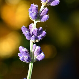 lavendel