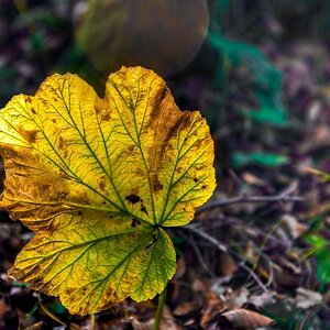 Herbstblatt
