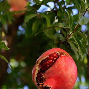 Granatapfel