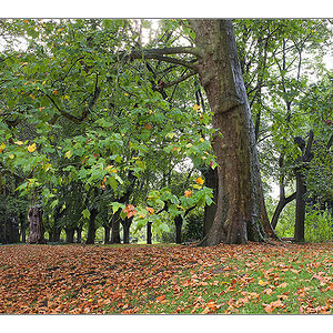 Herbst 2011 Rombergpark 3