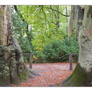 Herbst 2011 Rombergpark 7