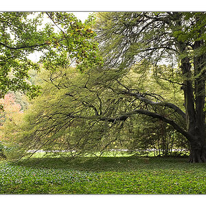 Herbst 2011 Rombergpark 4