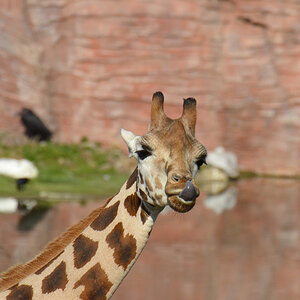 Giraffe