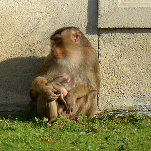 Affe Ausschnitt