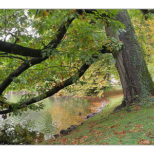 Herbst 2011 Rombergpark 8