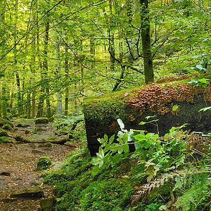 54386