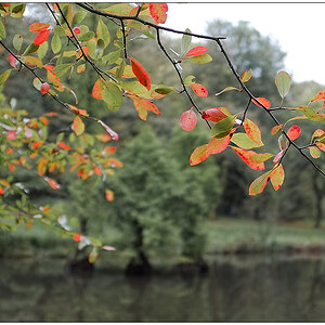 Herbst 2011 Rombergpark 13