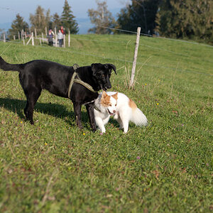 DSC 9492

D80, helle Sonnenschein.