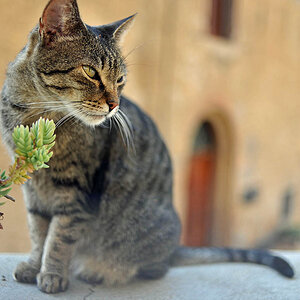 Katze in Volterra - mit 35er fotografiert